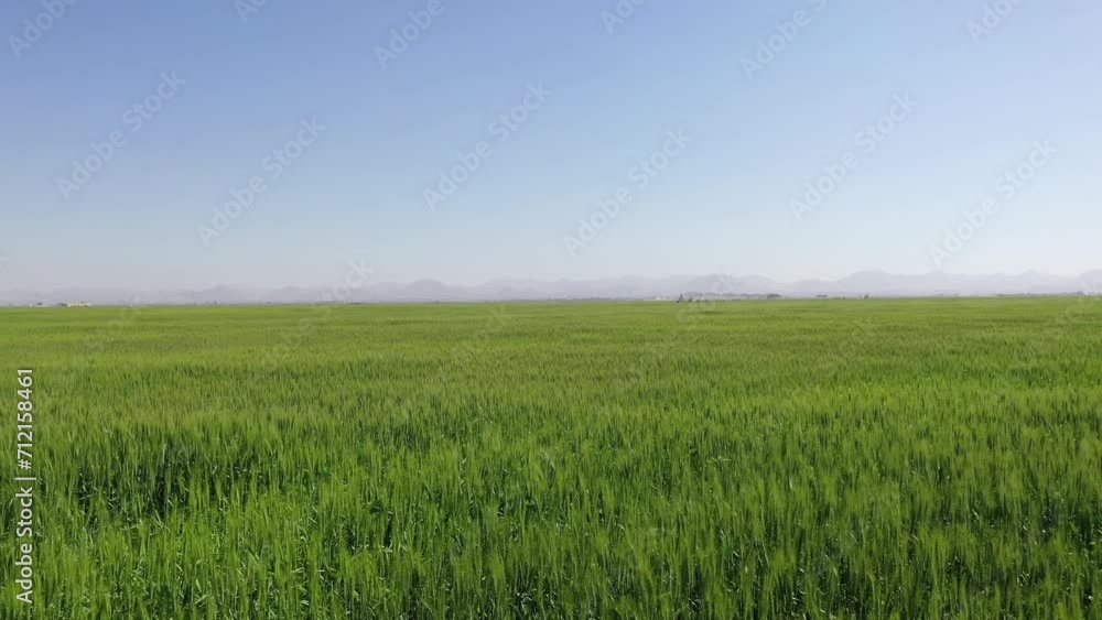 Top view of the wheat plants at Sharjah Wheat Farms in the United Arab Emirate Top view of the wheat plants at Sharjah Wheat Farms in the United Arab Emirate