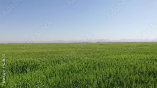 Top view of the wheat plants at Sharjah Wheat Farms in the United Arab Emirate photo