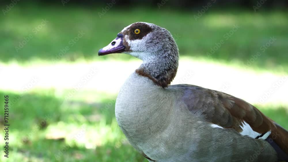 Close-Up View Egyptian Goose In Botanical Garden Of Cape Town, South Africa. Close-Up View Egyptian Goose In Botanical Garden Of Cape Town, South Africa.