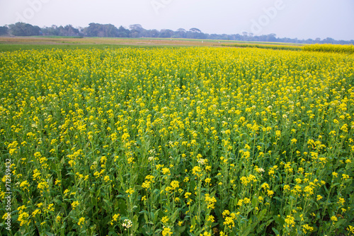 Beautiful Floral Landscape View of Rapeseed in a field with blue sky in the countryside of Bangladesh