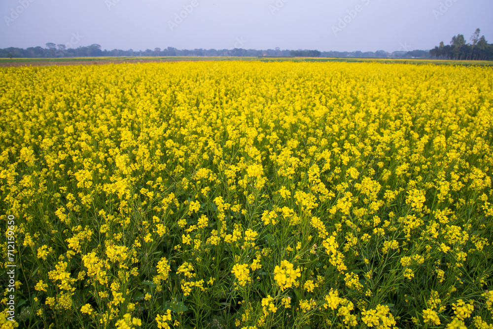 Beautiful Floral Landscape View of Rapeseed in a field with blue sky in the countryside of Bangladesh Beautiful Floral Landscape View of Rapeseed in a field with blue sky in the countryside of Bangladesh