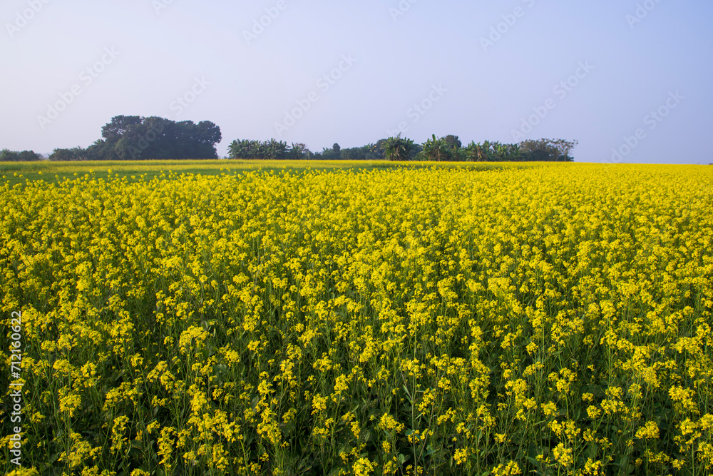 Beautiful Floral Landscape View of Rapeseed in a field with blue sky in the countryside of Bangladesh Beautiful Floral Landscape View of Rapeseed in a field with blue sky in the countryside of Bangladesh