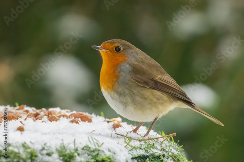 Robin redbreast in the snow in the forest in winter 