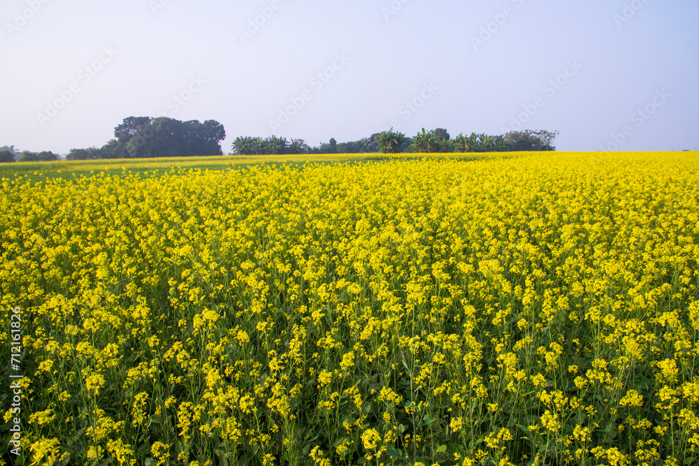 Obraz premium Beautiful Floral Landscape View of Rapeseed in a field with blue sky in the countryside of Bangladesh