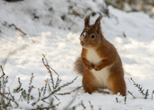 Hungry little scottish red squirrel in the woodland in the snow in winter