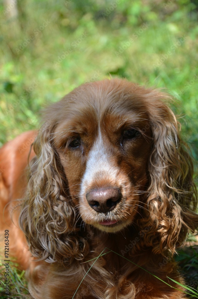 Cocker Spaniel