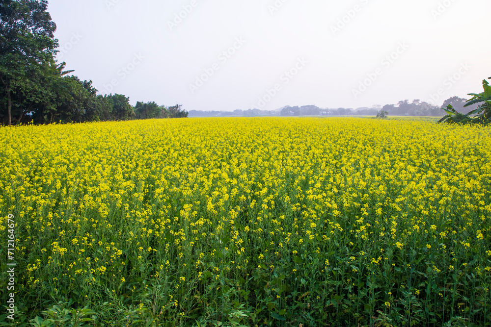 Fototapeta premium Beautiful Floral Landscape View of Rapeseed in a field with blue sky in the countryside of Bangladesh