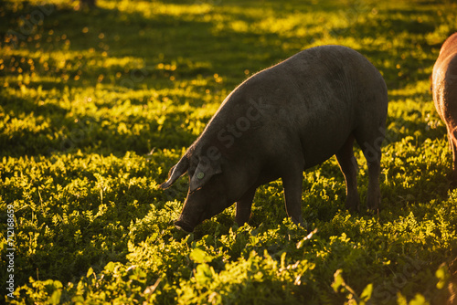 Spanish iberian pig pasturing free in a green meadow at sunset in Los Pedroches, Spain