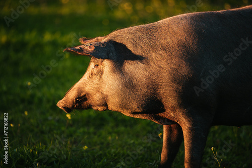 Spanish iberian pig pasturing free in a green meadow at sunset in Los Pedroches, Spain photo