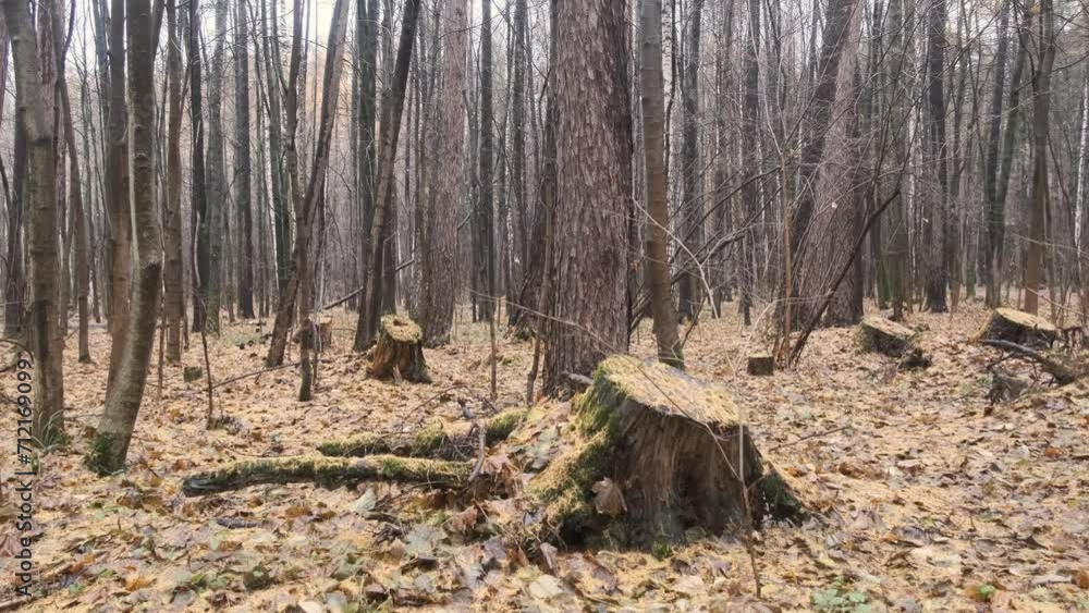 overview video of stumps in the autumn forest strewn with yellow fallen needles of coniferous trees in the rain overview video of stumps in the autumn forest strewn with yellow fallen needles of coniferous trees in the rain