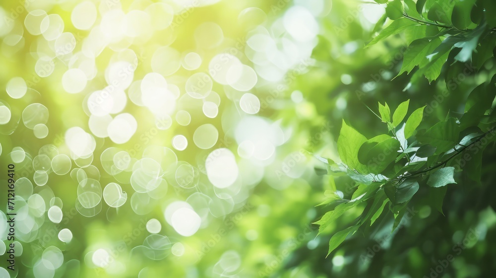Natural background image with gradient green leaves , fair light from nature. Space for entering text. For a relaxing background image. Natural background image with gradient green leaves , fair light from nature. Space for entering text. For a relaxing background image.