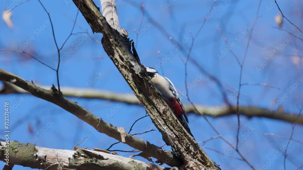 (Dendrocopos major) on a tree on a sunny day looking for food. (Dendrocopos major) on a tree on a sunny day looking for food.