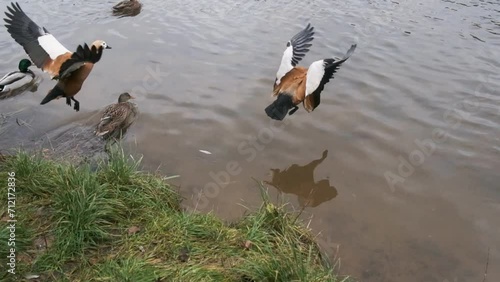beautiful yellow duck takes off from the shore and lands on the water in an autumn pond, slow motion