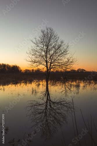 Samotne drzewo o wschodzie słońca nad rzeką widawa © Kacper