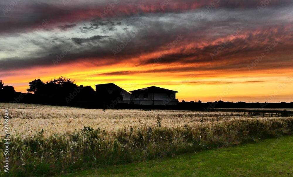 Fototapeta premium Sun sets over a weedfield.