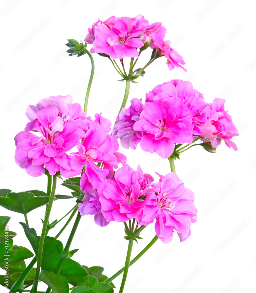 Géranium lierre double Géranium lierre double
