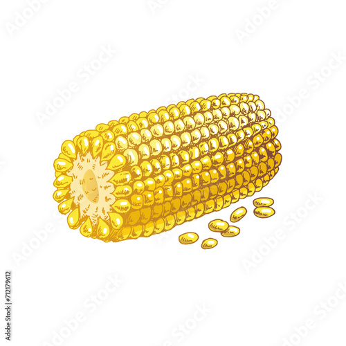 Organic food. Hand-drawn colored vector sketch image of ear of corn. Doodle vintage illustration. Decorations for the menu of cafes and labels.