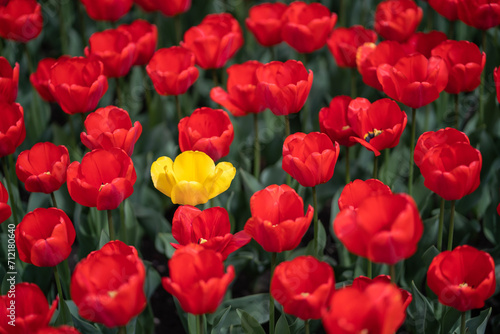 Bright red and yellow blooming tulips flowers in garden  closeup top view. Floral business  growing cultivation of plants. Agribusiness. Close-up tulip heads on long green stems.