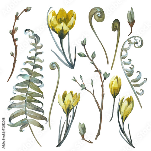 Spring set of watercolor illustrations isolated on white background.Hand drawn elements  Crocus flowers and buds  fern leaves  tree branches with buds