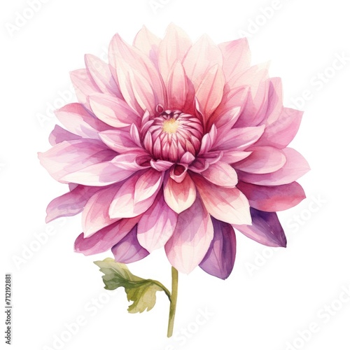 Dahlia flower watercolor illustration. Floral blooming blossom painting on white background
