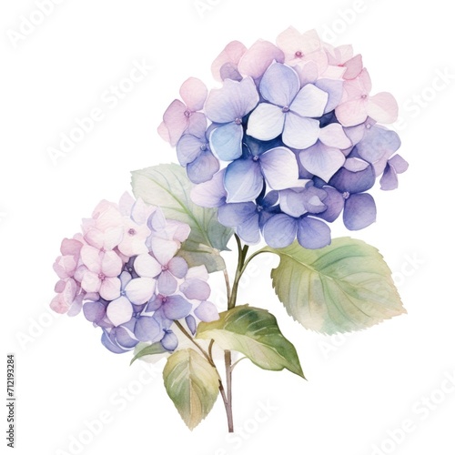 Hydrangea flower watercolor illustration. Floral blooming blossom painting on white background