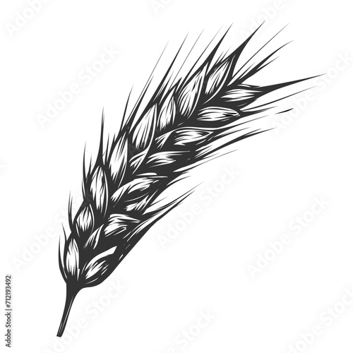 Wheat bread spikelets cereal crop sketch. Wheat, barley and grain malt. For poster with production process brewery of beer or whiskey. Vector vintage engraved illustration. Hand drawn design element
