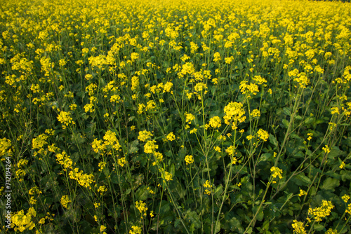 Blooming Yellow Rapeseed flowers in the field. can be used as a floral texture background