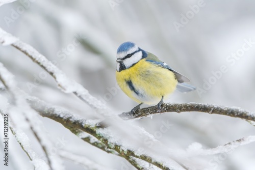 A cute blue tit sitting on the frozen twig. Cyanistes caeruleus. Winter scene with a cute titmouse.