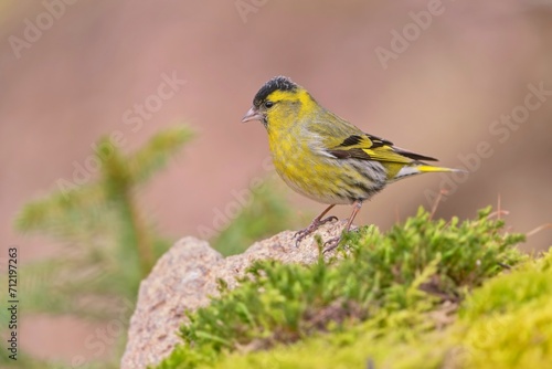 Eurasian siskin sitting on the rock. Carduelis spinus. song bird in the nature 
