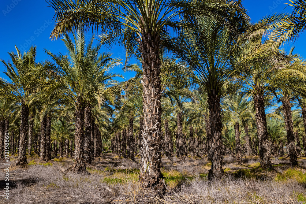 Fototapeta premium Magnificent palm grove