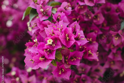 Beautiful violet bougainvillea flowers on a summer street.