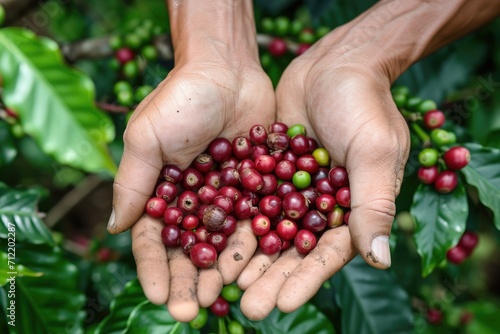 Gia Lai Vietnam s agriculturist hands nurturing robusta and arabica coffee berries