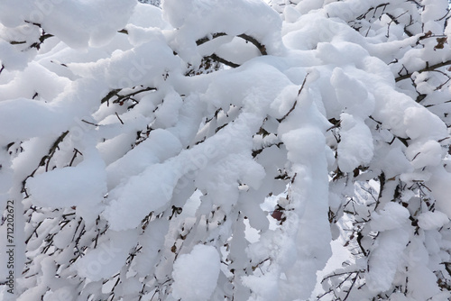 The branches of the tree are plentifully covered with fresh snow. Close-up. Background. photo