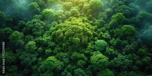  Aerial Rainforest View © daisy