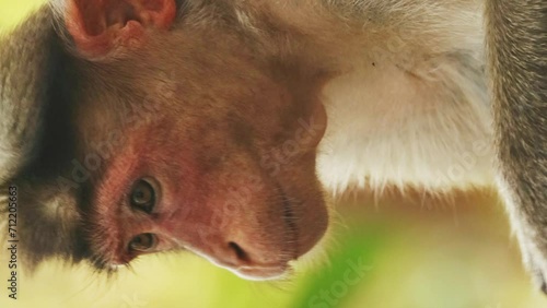 Goa, India. Bonnet Macaque - Macaca Radiata Or Zati. Close Up Portrait. Monkey Eats Leaves. photo