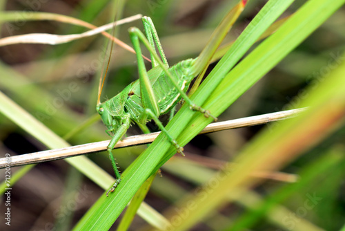 Green Grasshopper macro, maximum depth of field