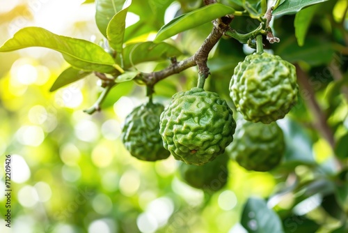 Bergamot fruit hanging from branch representing a garden of healthy food and medicinal plants