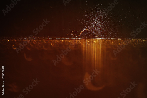 A great crested grebe dives into the night waters, creating a spectacular display of water droplets and ripples under a fiery orange sky photo