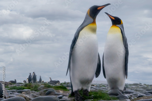 One pair of King Penguins standing together on a rocky beach in South Georgia