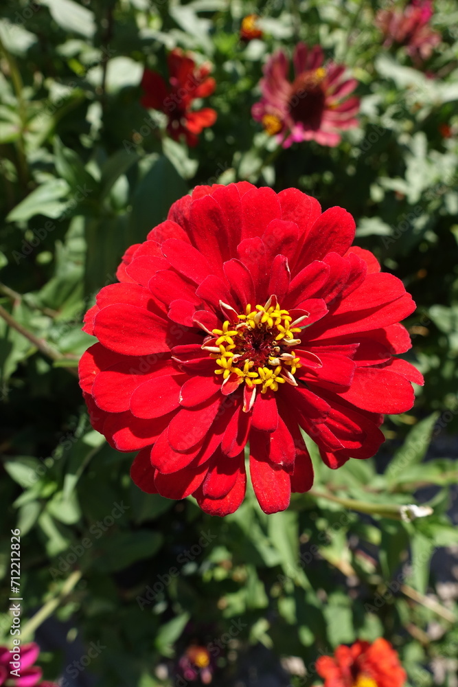 Close view of semi double red flower of Zinnia elegans in August Close view of semi double red flower of Zinnia elegans in August