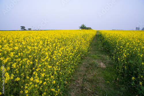 Rural dirt road through the rapeseed field with the blue sky background