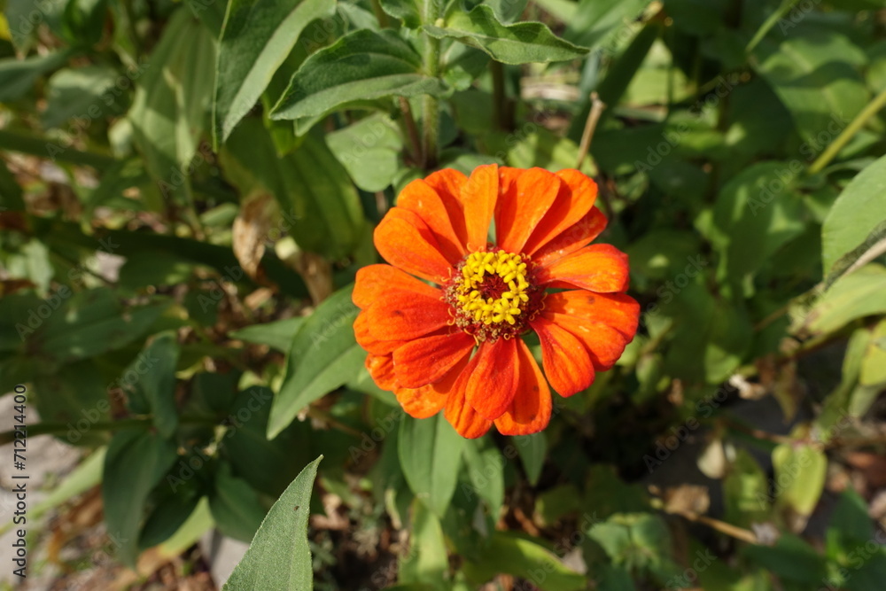 Bright orange flower of one semi double Zinnia elegans in mid September Bright orange flower of one semi double Zinnia elegans in mid September