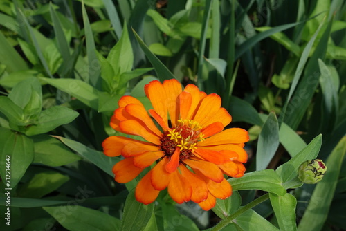 Close view of one semi double orange flower of Zinnia elegans in July photo