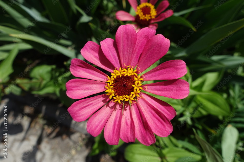 Closeup of pink flower of Zinnia elegans in mid July Closeup of pink flower of Zinnia elegans in mid July