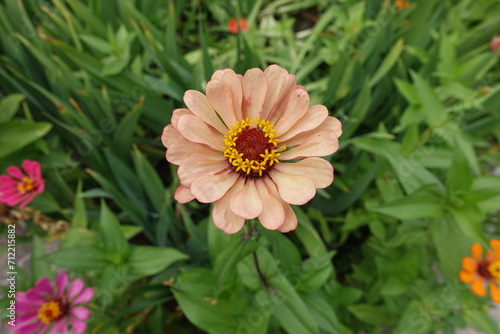 Pinkish beige flower of Zinnia elegans in September