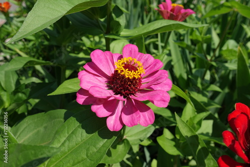Semi double pink flower of Zinnia elegans in mid July © Anna