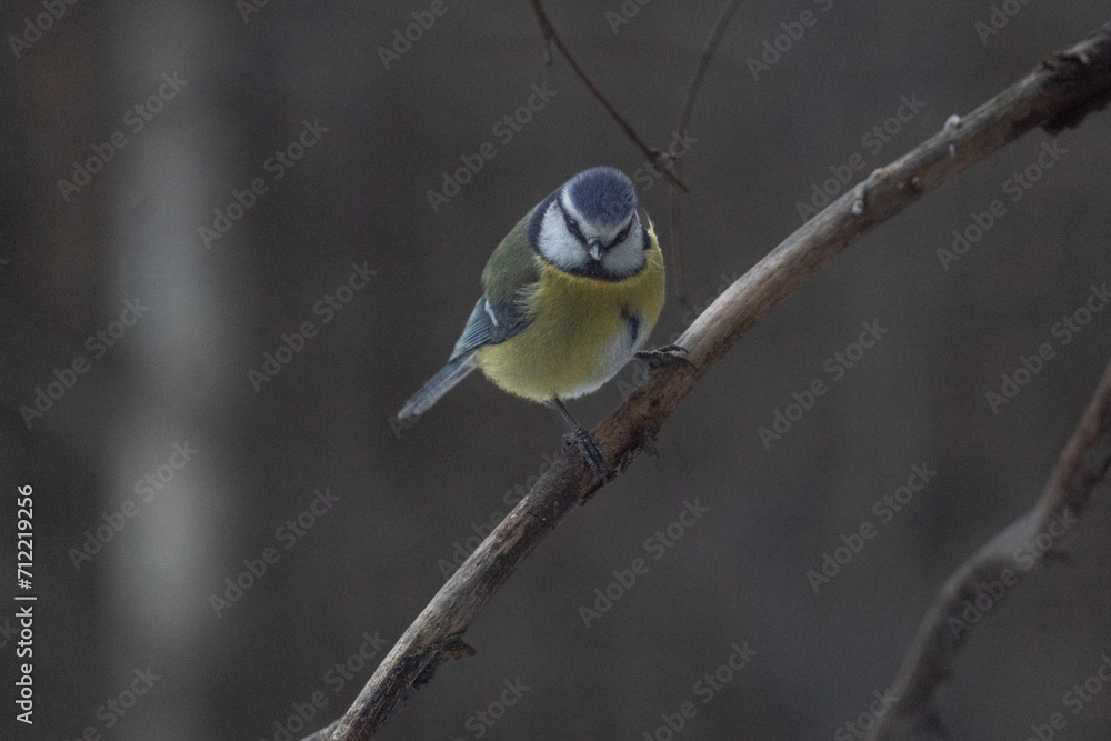Fototapeta premium Blue tit