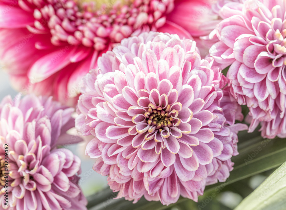 A close up photo of a bunch of dark pink chrysanthemum flowers. Chrysanthemum pattern in flowers park. Cluster of pink purple chrysanthemum flowers. A close up photo of a bunch of dark pink chrysanthemum flowers. Chrysanthemum pattern in flowers park. Cluster of pink purple chrysanthemum flowers.