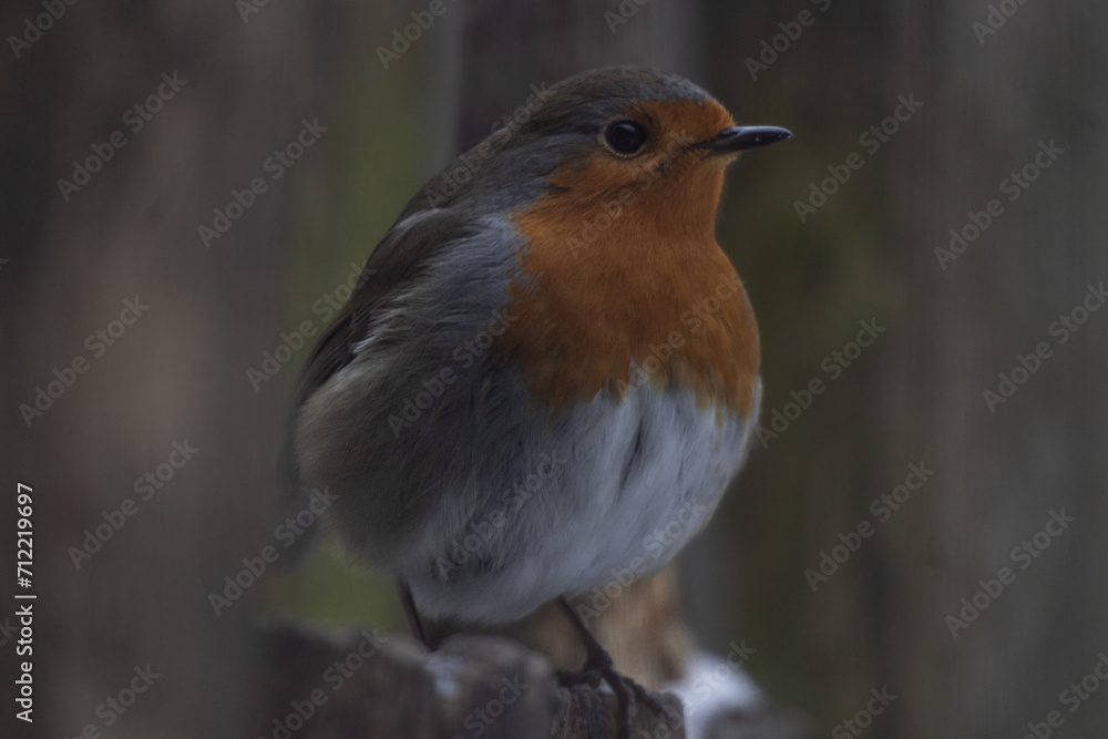robin on a fence robin on a fence