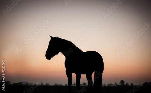 silhouette of a horse © Alina